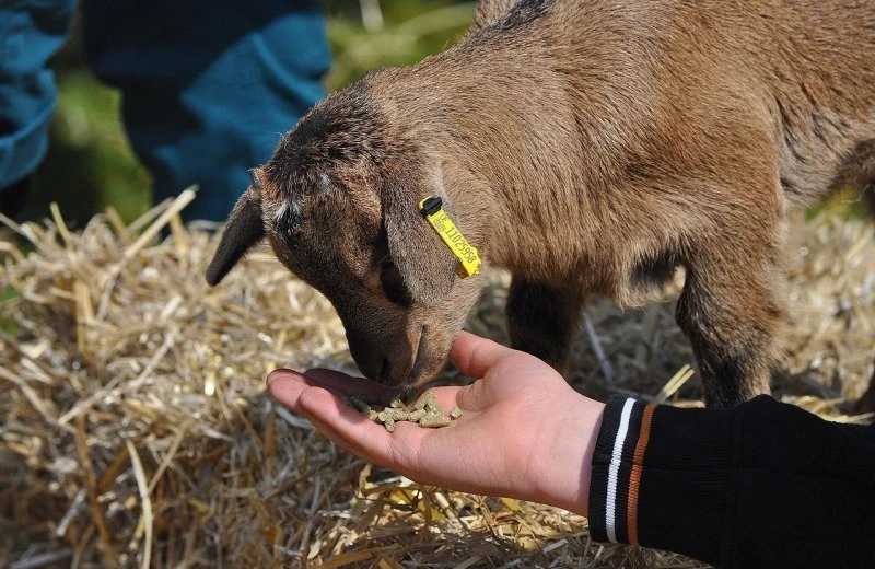 Children's farm Pietersheim