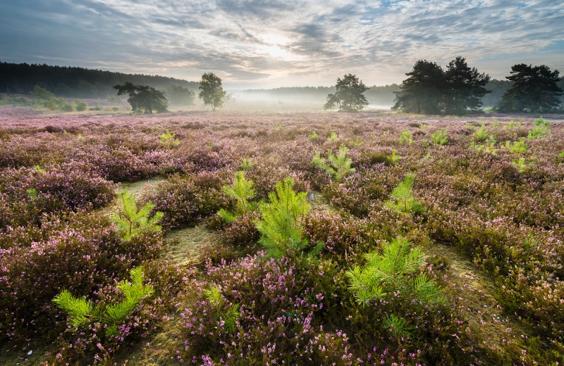 Hoge Kempen National Park